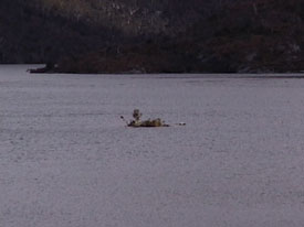 Island in Dove Lake