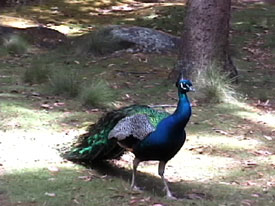 Peacock