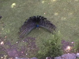 Peacock Feathers