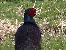 Wild Pheasant