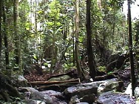 Mt. Warning Rainforest