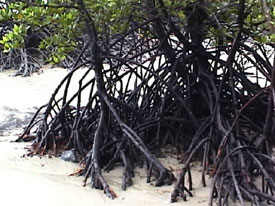 Roots on Beach