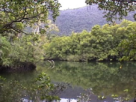 Daintree Forest River