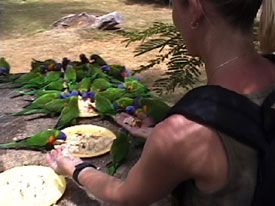Kath Feeds Parrots