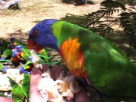 Parrot Chow