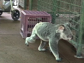 Koala Strolling