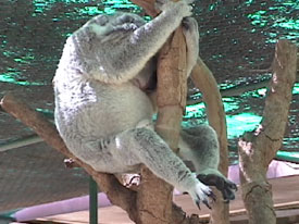 Koala Nap