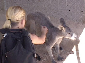 Kath and Kangaroo