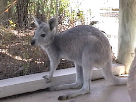 Baby Roo