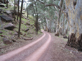 Wilpena Pound road