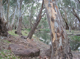 Wilpena Pound stream