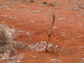 Emu leg in fence