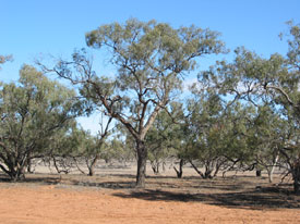 Outback Tree