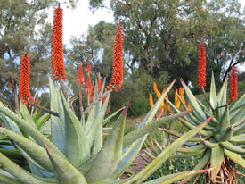 Kings Park Plants