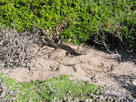 Rottnest King Skink