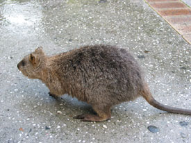 Rottnest Quokka