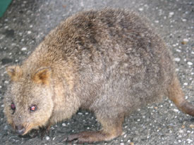 Rottnest Quokka