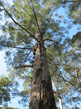 Climbing Tree