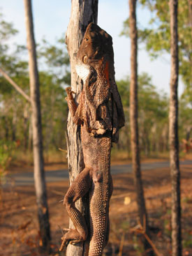 Frilled Lizard