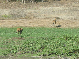 Wallabies