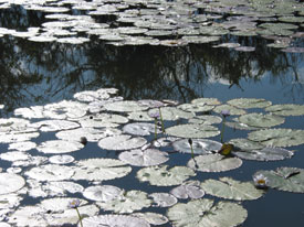 Lilly Pads