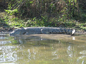 Saltwater Crocodile