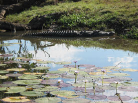 Croc on Bank