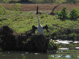 Snake Neck Duck