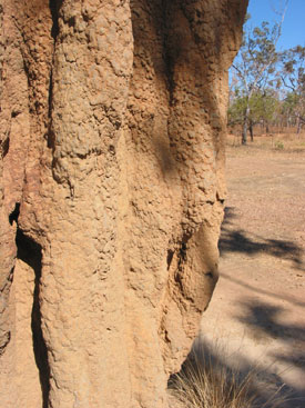 Termite Mound Close