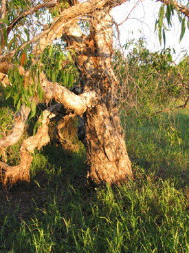 Yellow Waters Tree