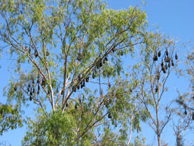 Katherine Gorge Bats