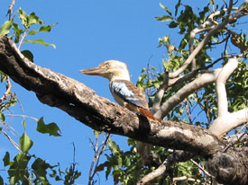 Kookaburra