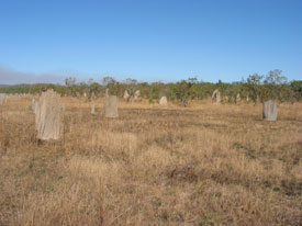 Magnetic Termite Mounds