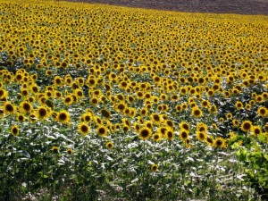 233_tuscany_s_sunflowers