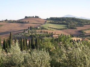 373_tuscany_s_fields_trees