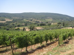 383_san_gimignano_vineyard