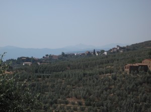 386_vinci_olive_groves