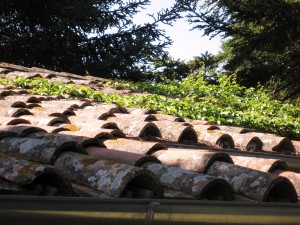 208_casale_a_poggiano_tile_roof