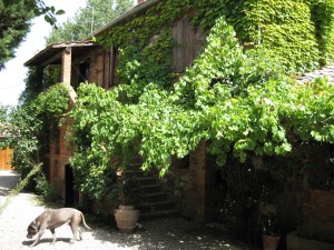 265_casale_a_poggiano_house_dog