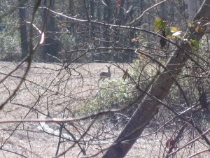 2009120548_deer 2009120548_deer