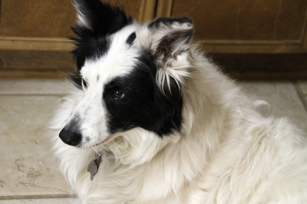 Mazzy the Dog, Christmas 2010